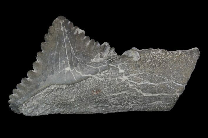 Bizarre Edestus Shark Tooth In Jaw Section - Carboniferous #92669